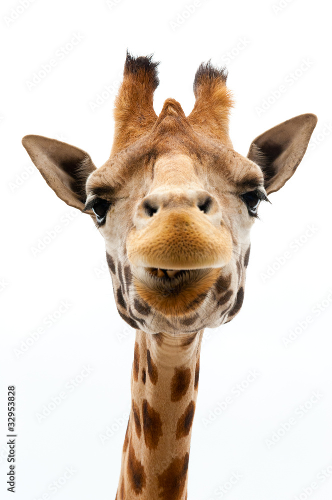 Naklejka premium Śmieszna żyrafa