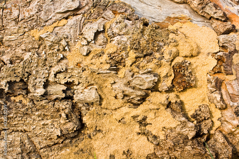 Background texture of a termite mound. Background texture of a termite mound.