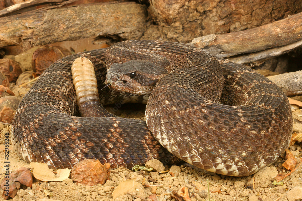 Obraz premium Portrait of a Rattlesnake.