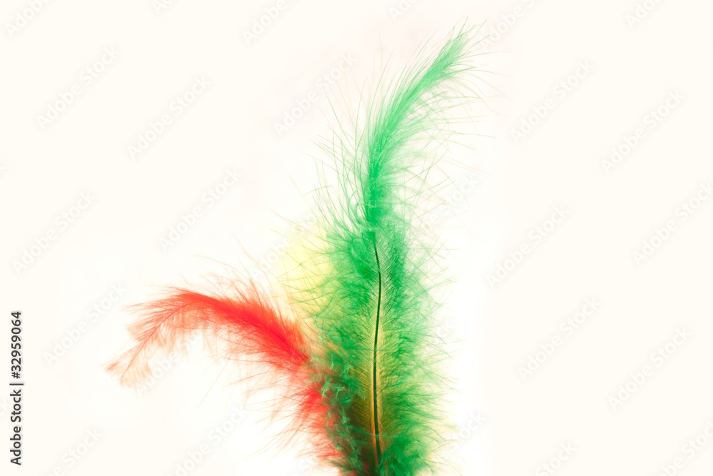 Obraz premium Feathers