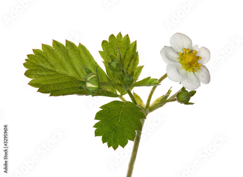 isolated strawberry branch with flowers