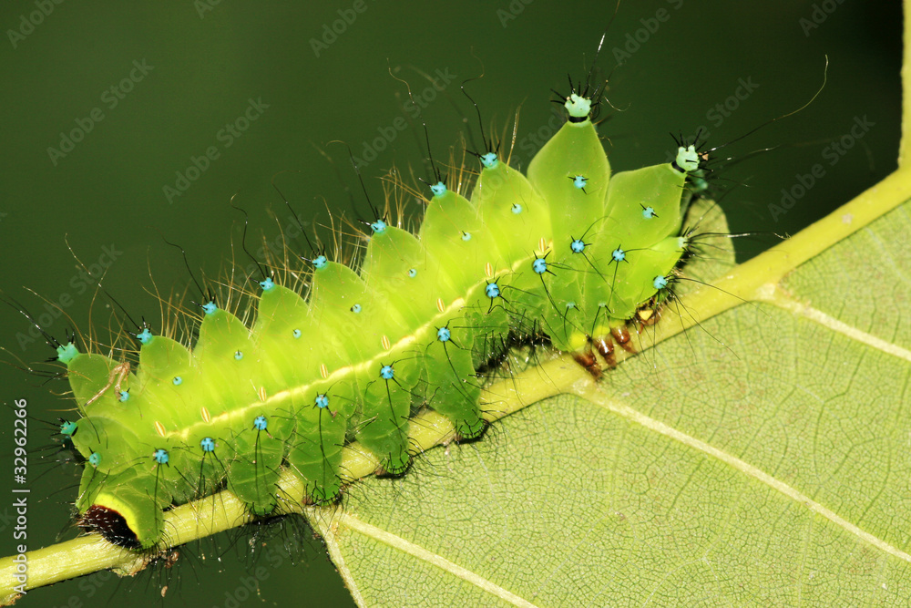 Fototapeta premium green insects larvae