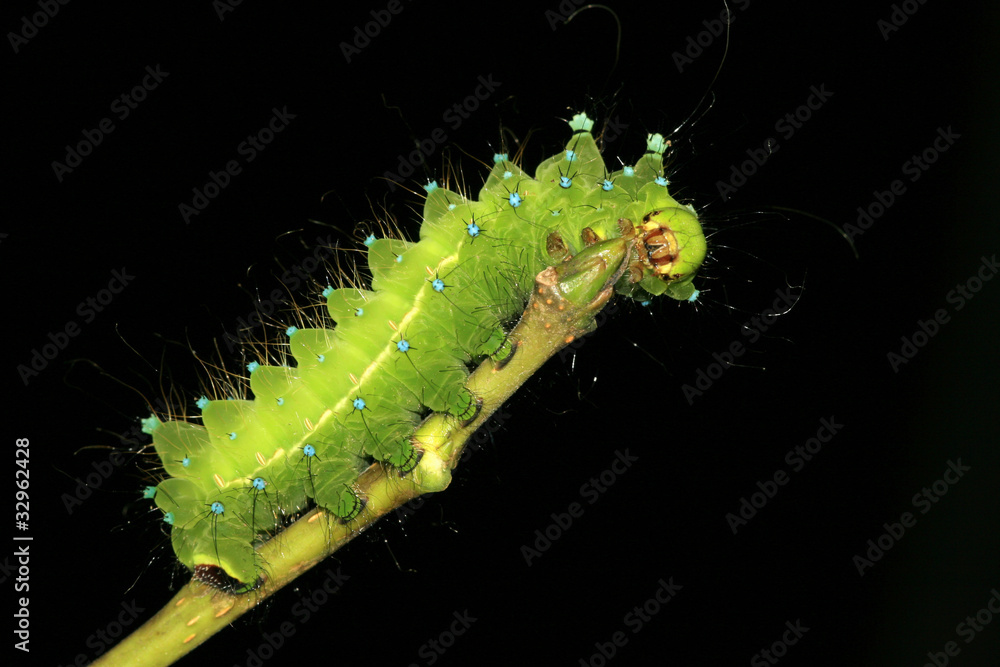 Fototapeta premium green insects larvae