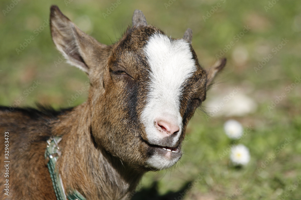 Fototapeta premium Zicklein