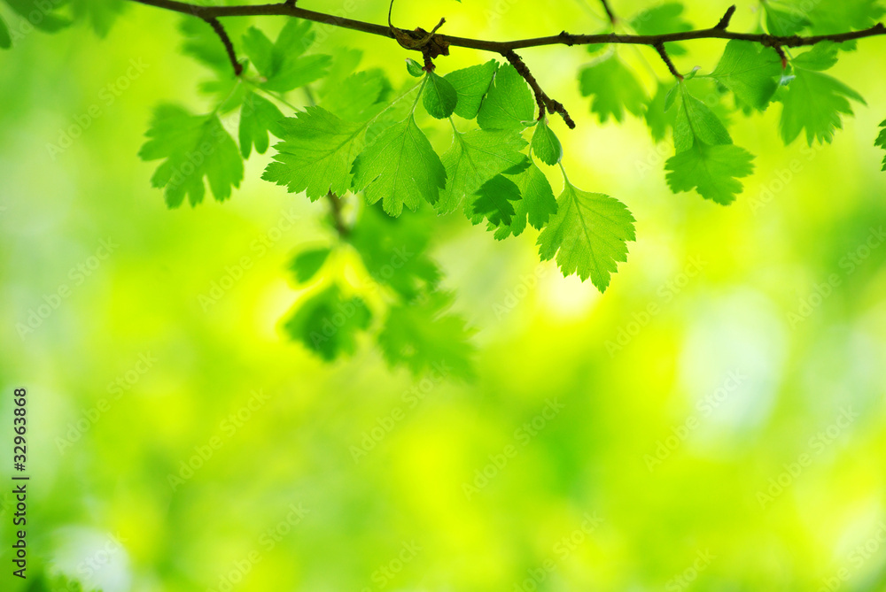 green leaves