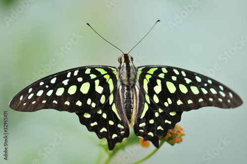 Graphium agamemnon