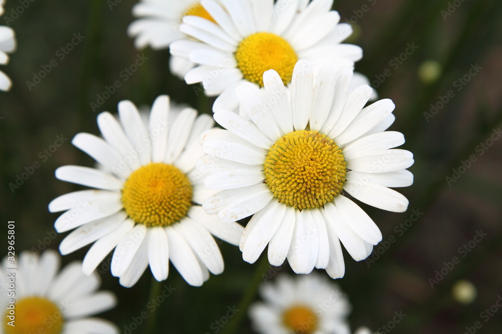 Camomile flowers blooming in close up Camomile flowers blooming in close up