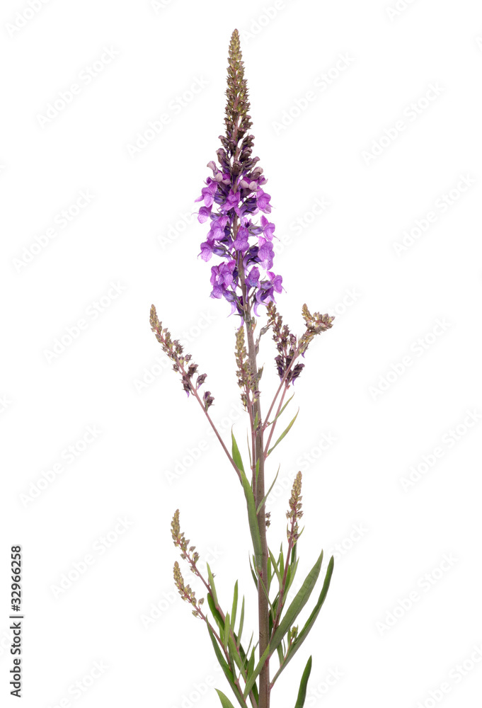 Naklejka premium Purple Loosestrife