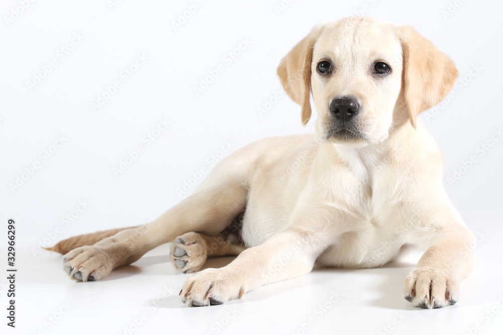 Golden Labrador puppy on a white background