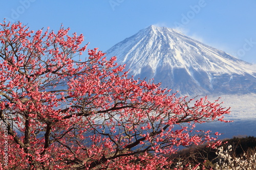 Mt. Fuji with Japanese Plum Blossoms