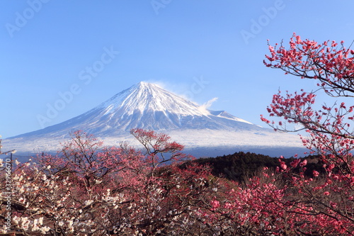 Mt. Fuji with Japanese Plum Blossoms photo
