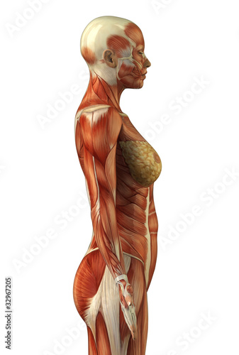 Anatomy of female muscular system
