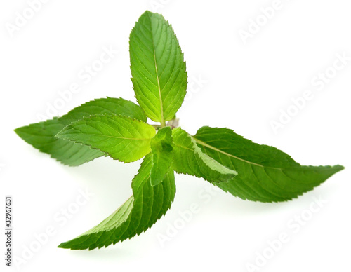 Fresh mint leaves