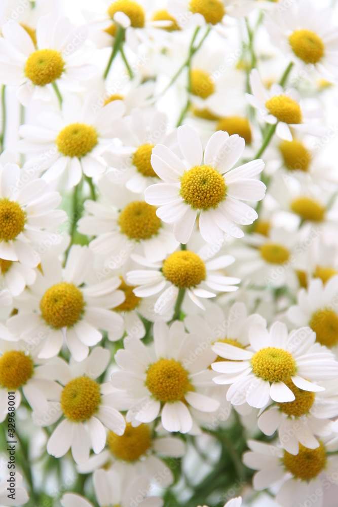 Obraz premium Chamomile