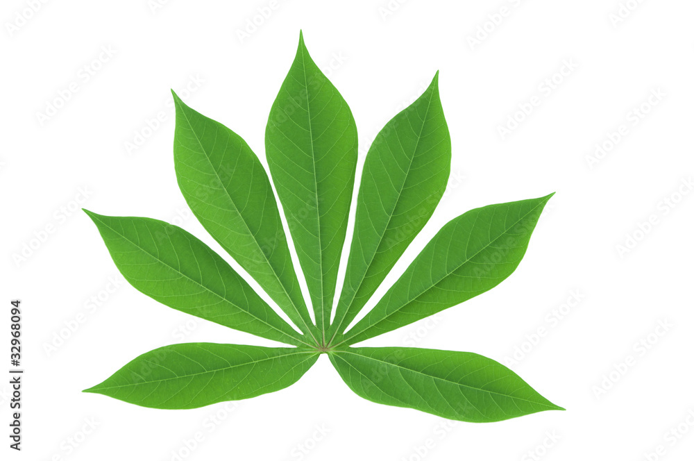 Leaves isolate Leaves isolate
