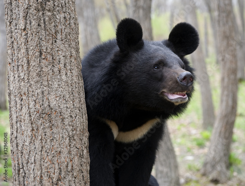 Himalaya bear