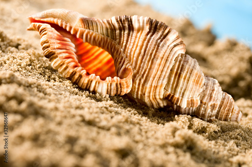 Seashell in sand © Sergey Yarochkin