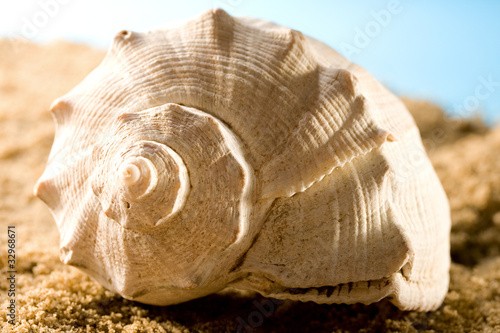 Seashell in sand