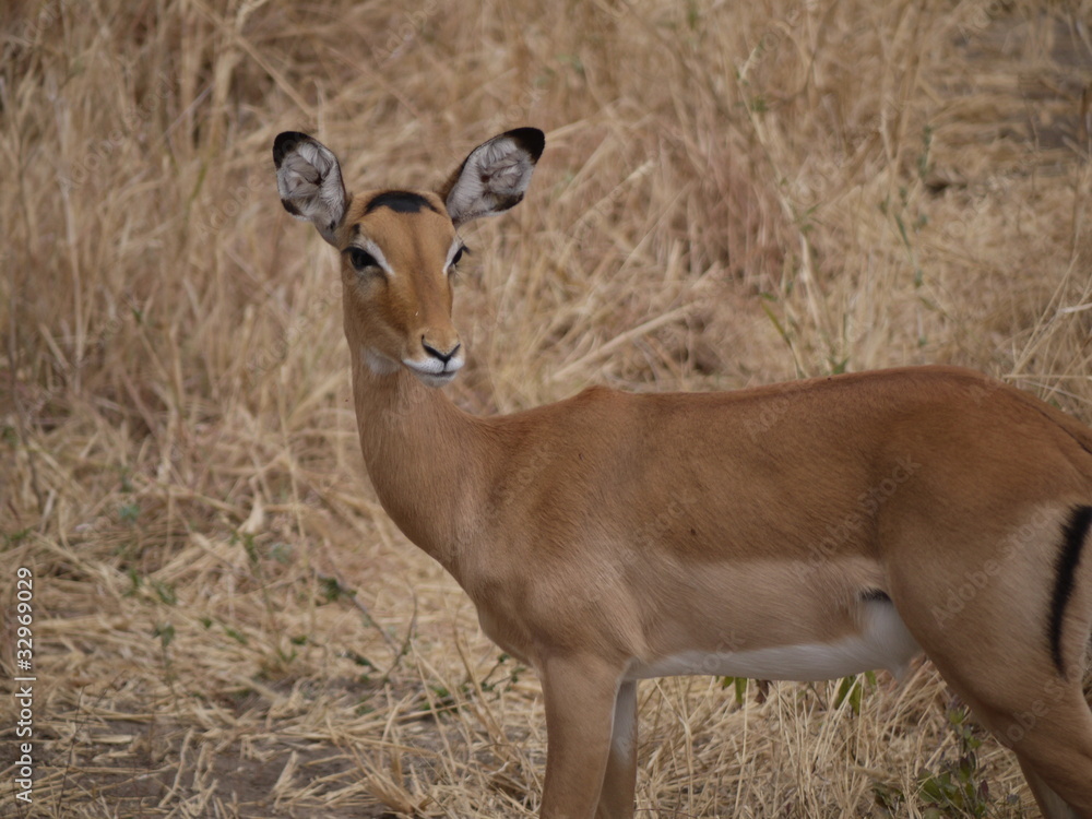 Impala on African plains Impala on African plains
