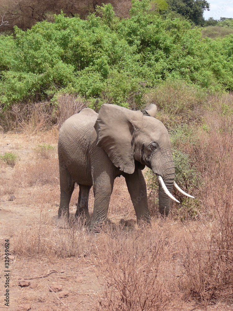 Fototapeta premium Bull Elephant Africa