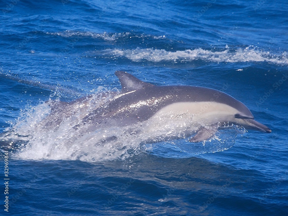 Fototapeta premium Delphine