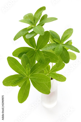 fresh green leaves in vase on white background