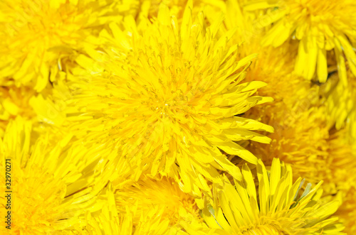 The yellow fresh dandelion as background