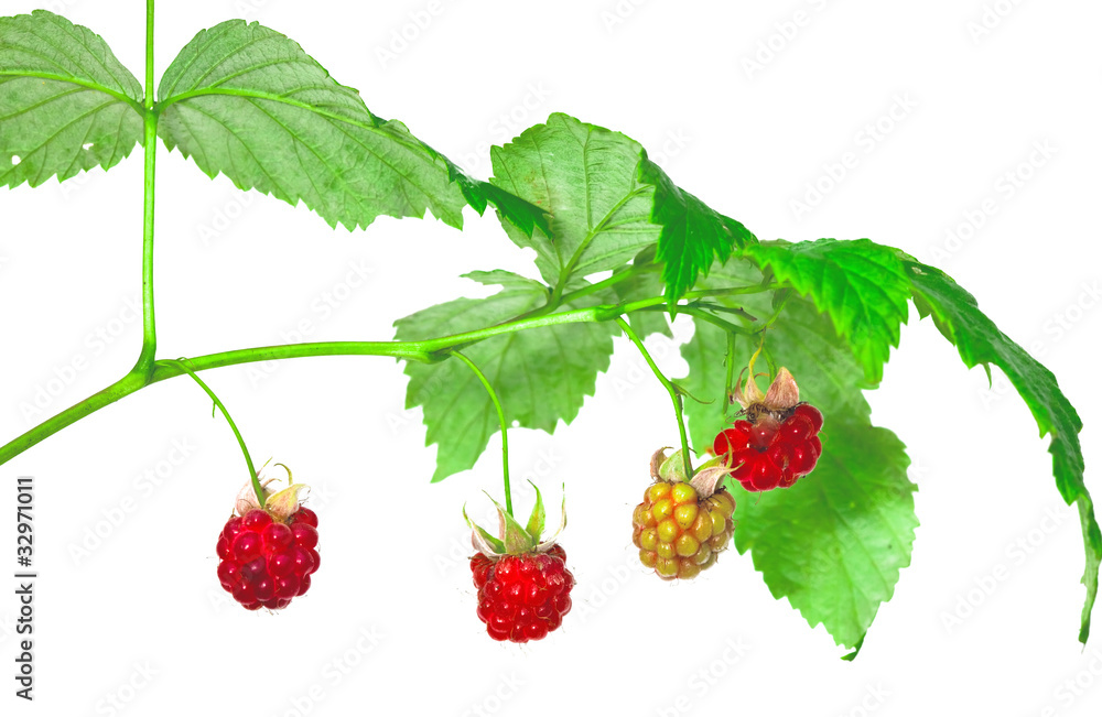 Ripe berry of a raspberry on a branch Ripe berry of a raspberry on a branch