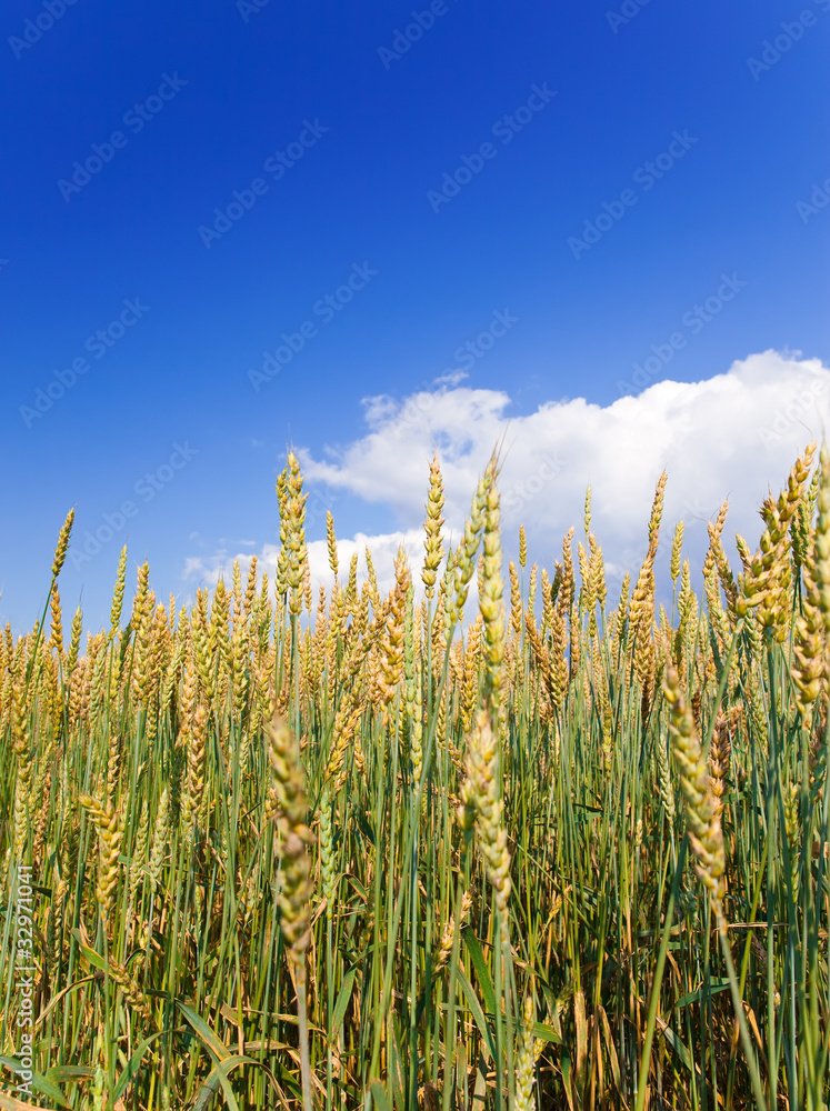 Field of wheat under azure sky Field of wheat under azure sky