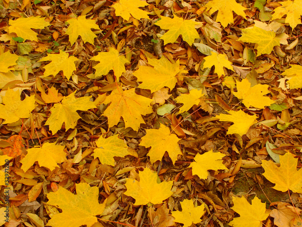 Yellow Leaf Background Yellow Leaf Background