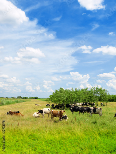 Calves on the field