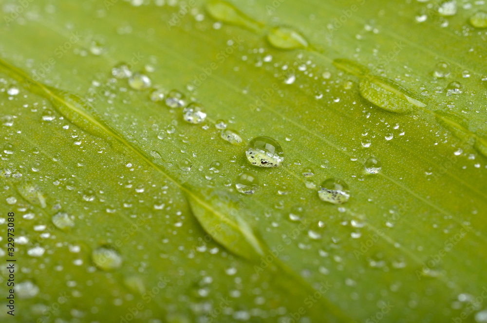 green leaf with water drops green leaf with water drops