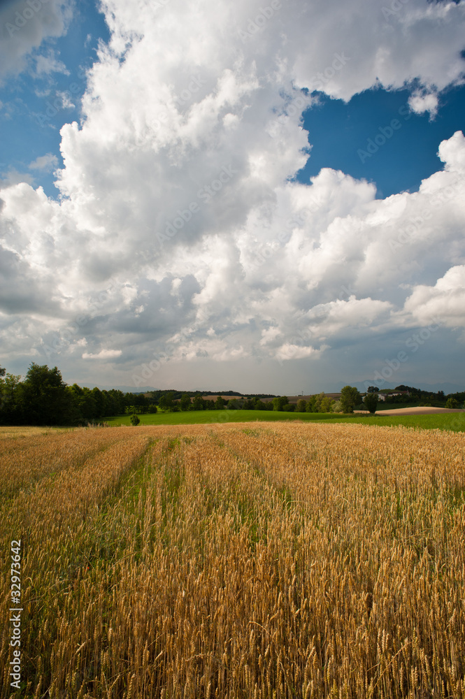 Campi di grano nelle colline moreniche del Garda