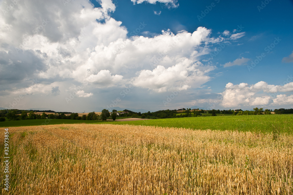 Campi di grano nelle colline moreniche del Garda Campi di grano nelle colline moreniche del Garda