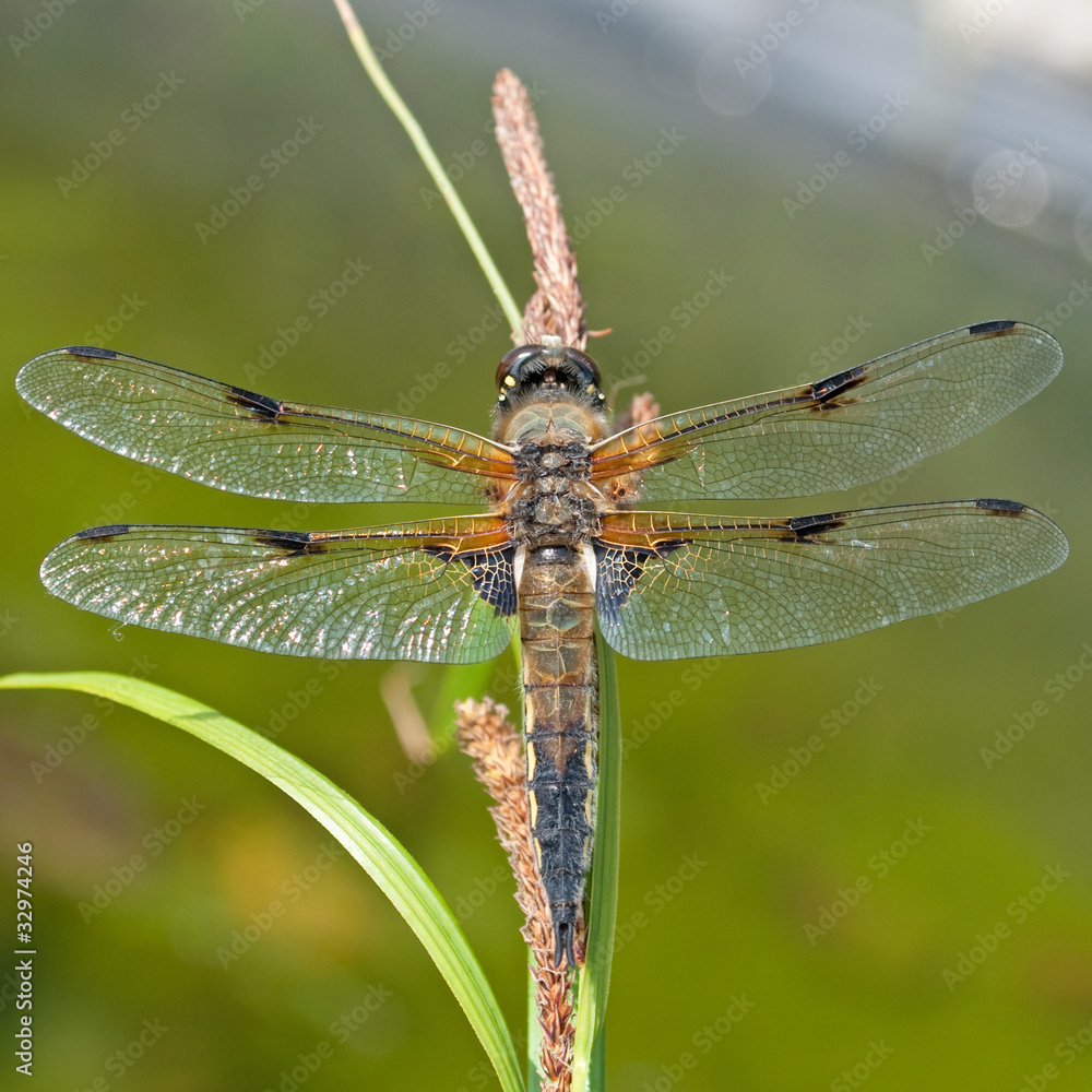 Libelle - Odonata Libelle - Odonata