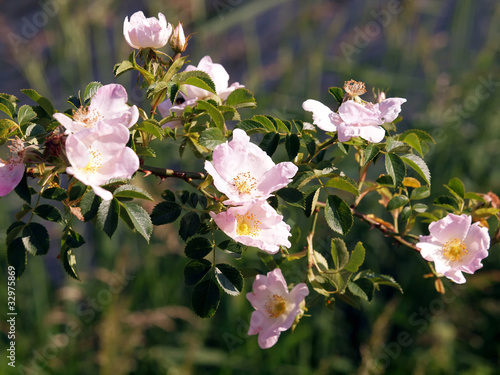 Heckenrose photo