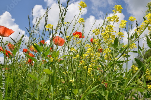 roter Mohn, gelber Raps und weiße Mageriten am Wegesrand