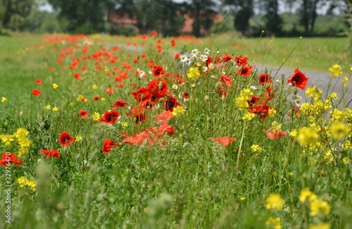 roter Mohn, gelber Raps und weiße Mageriten am Wegesrand