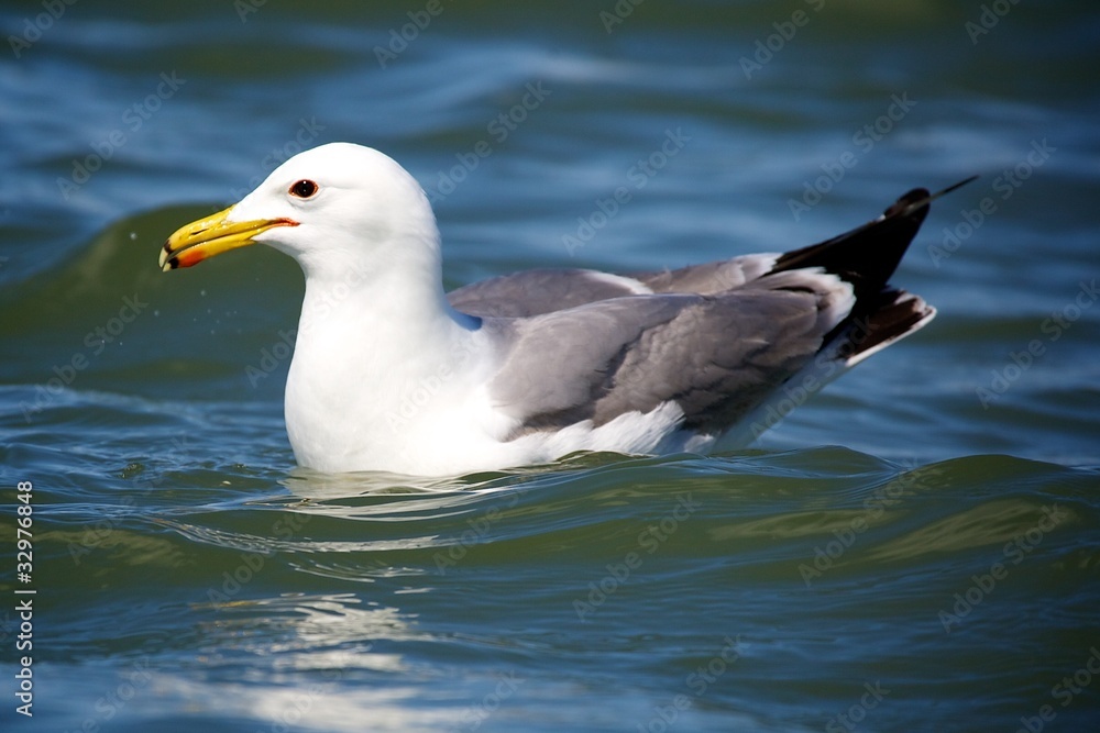 Gull Gull