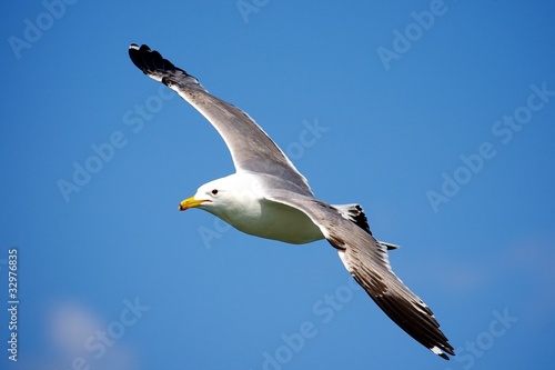 Fototapet Gulls in the Wind