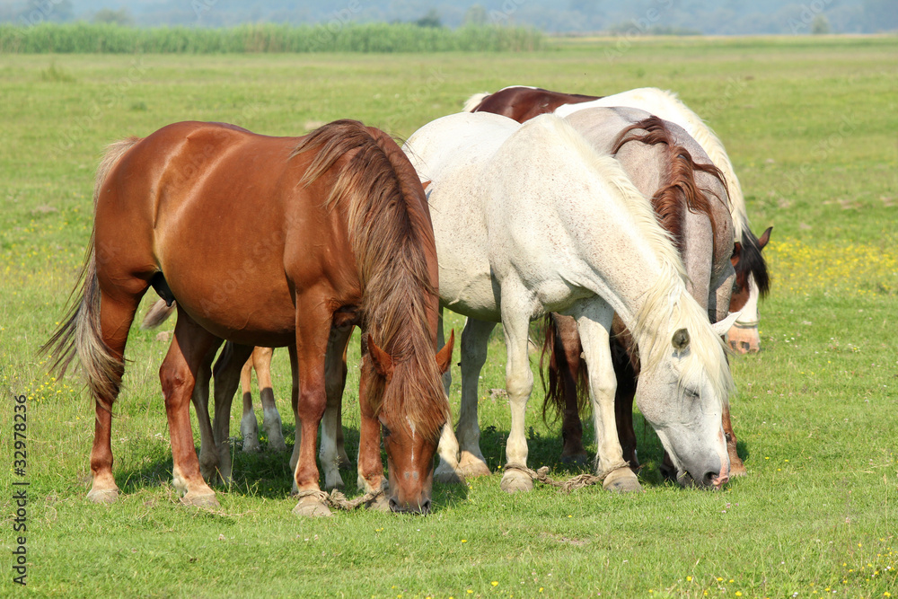 Fototapeta premium horses in pasture