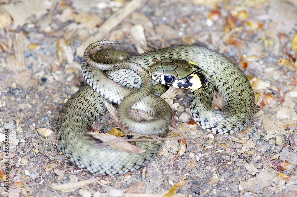 Fototapeta premium snake