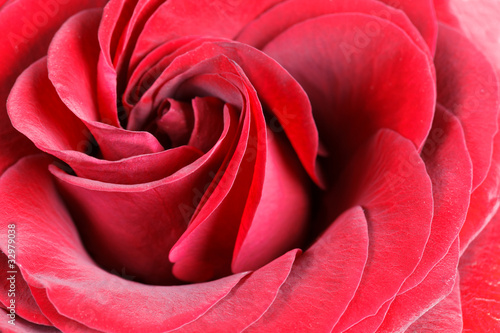 Wallpaper Mural red rose closeup Torontodigital.ca