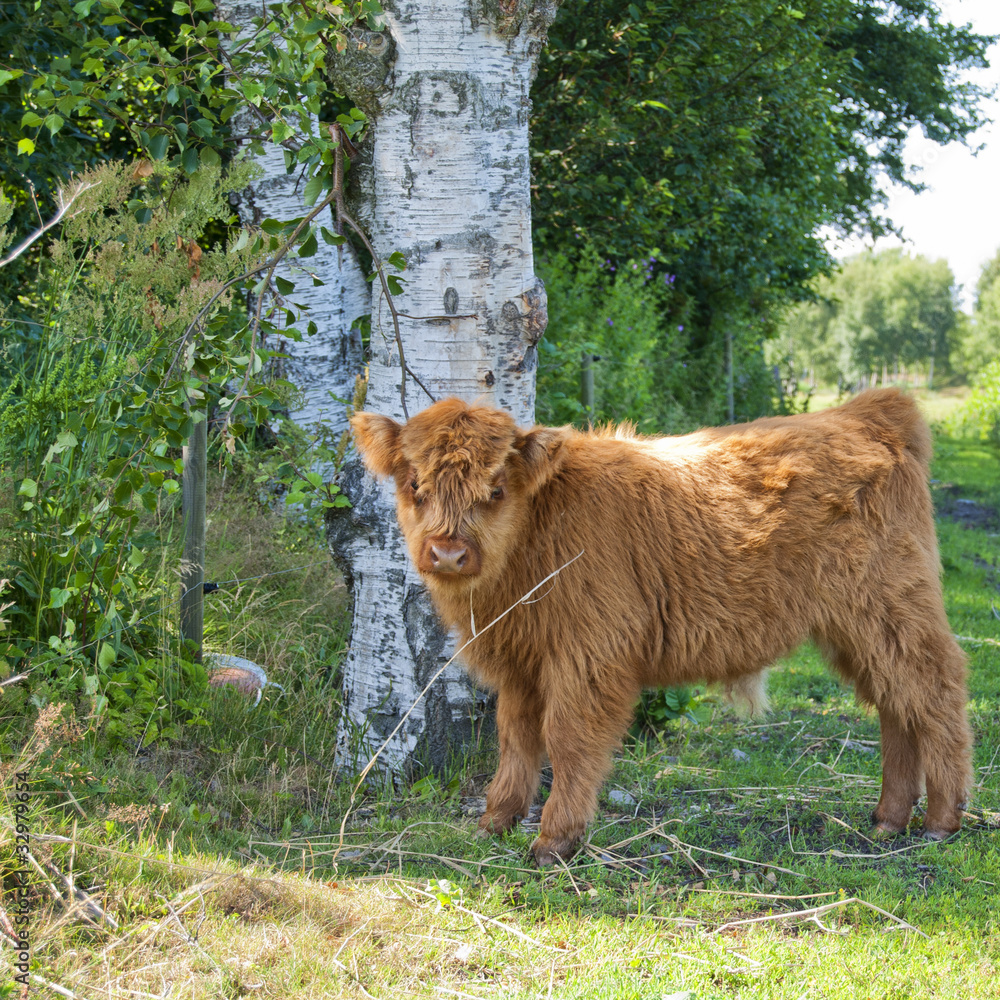 Naklejka premium Hairy cow calf
