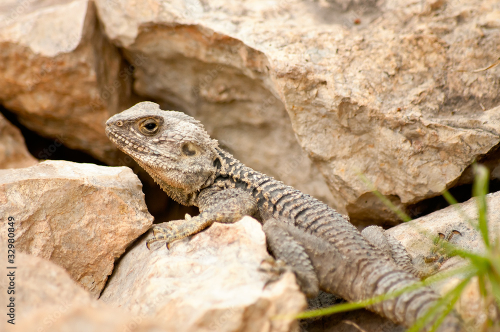 Close-up lizard on a rock