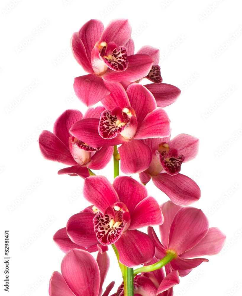 phalaenopsis StockFoto Adobe Stock