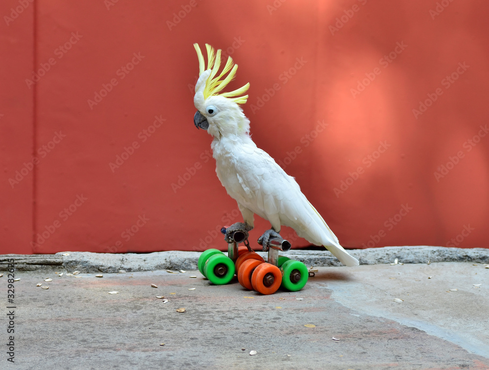Fototapeta premium Parrot on rolls