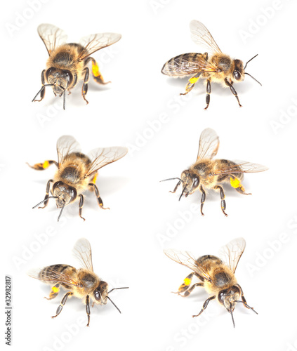 Honey bee (Apis mellifera) collection © Henrik Larsson