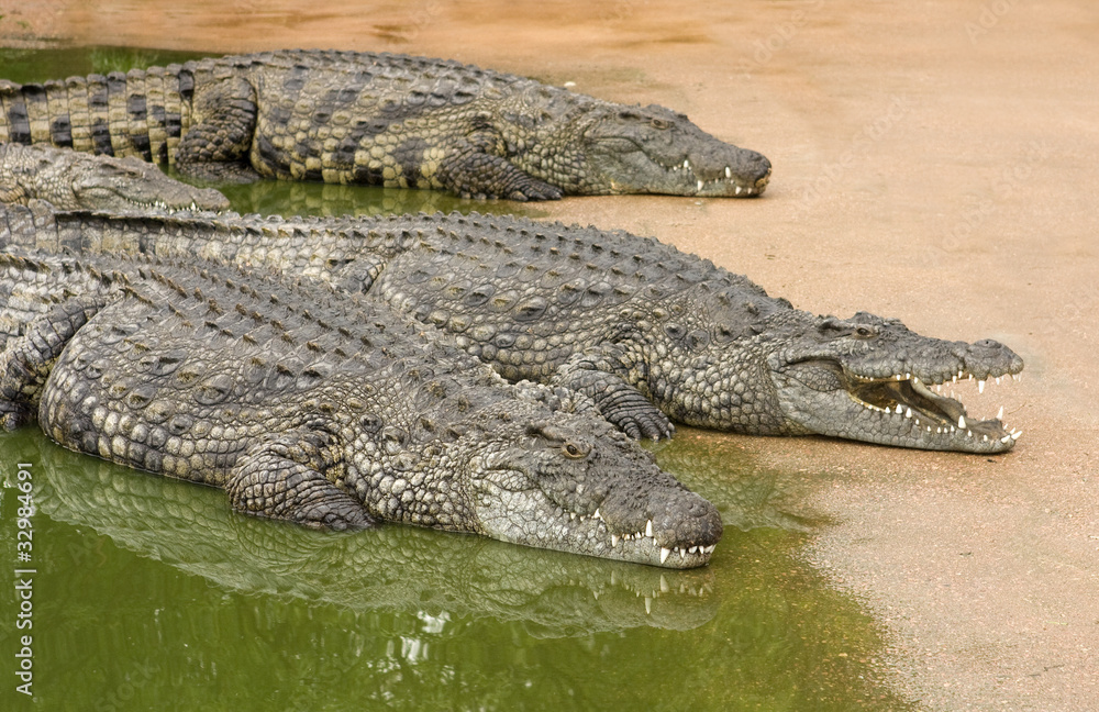 Three African nile crocodiles resting next to water Three African nile crocodiles resting next to water