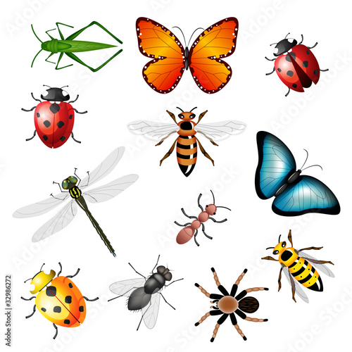 Collection of vector insects - bugs and invertebrates